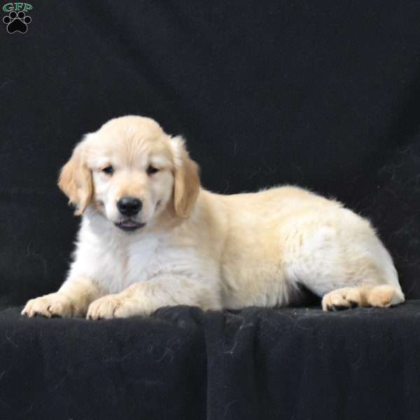 Cassie, Golden Retriever Puppy